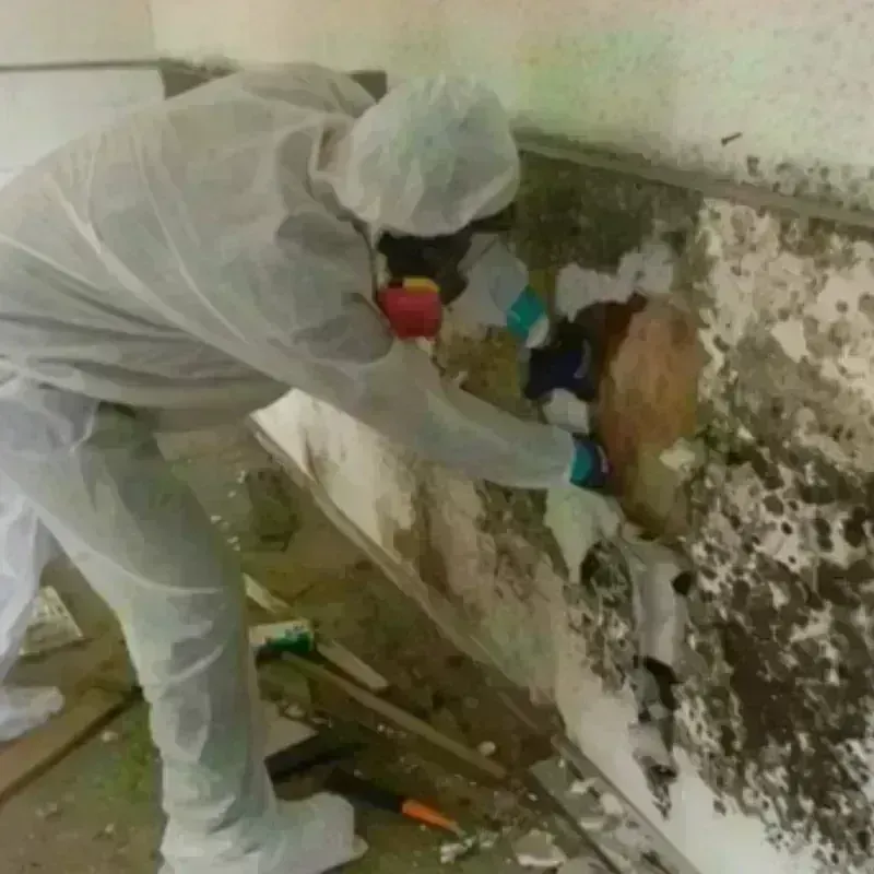 Mold Remediation and Removal in Alma, MI